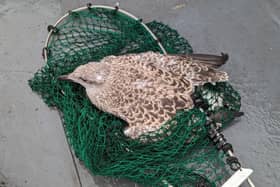 The RSPCA saved a baby seagull from a Newcastle tall building and reunited it with its parents