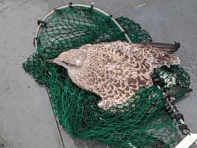The RSPCA saved a baby seagull from a Newcastle tall building and reunited it with its parents