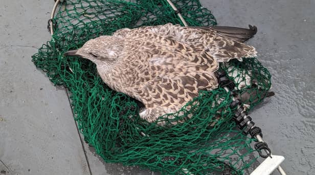 The RSPCA saved a baby seagull from a Newcastle tall building and reunited it with its parents