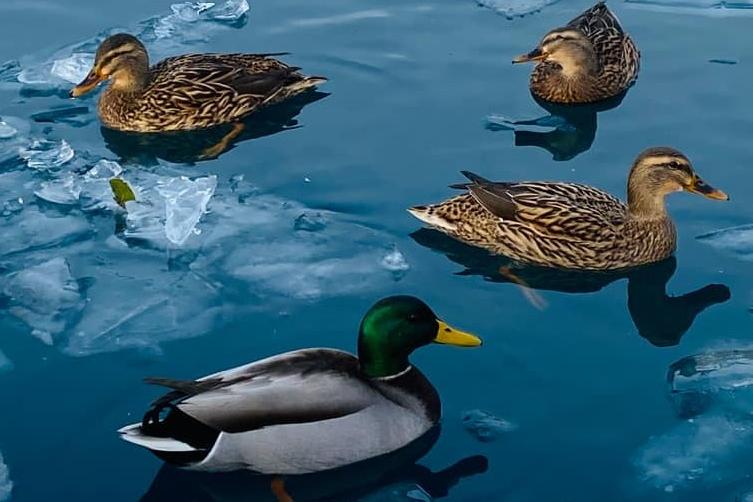 Ducks brave the sub-zero temperatures at South Marine Park.