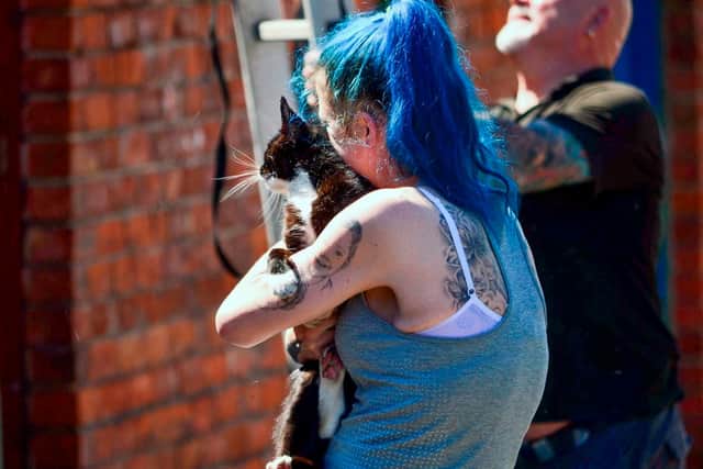 The cat has been returned to solid ground. Picture: Alex Elliott / NNP