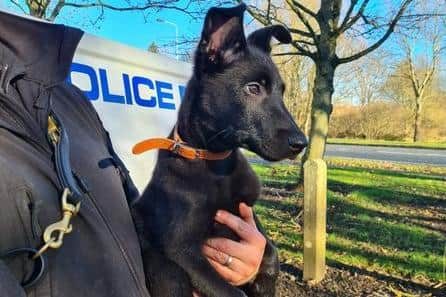 New recruit Drake, who is a Belgium Malinois and German Shepherd cross.