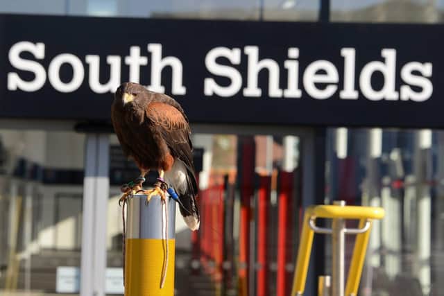Ronnie the hawk on patrol at South Shields transport interchange.