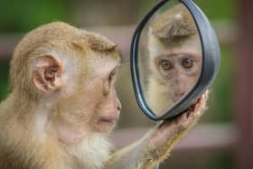 On reflection, Monkey Tennis could be a vote winner.