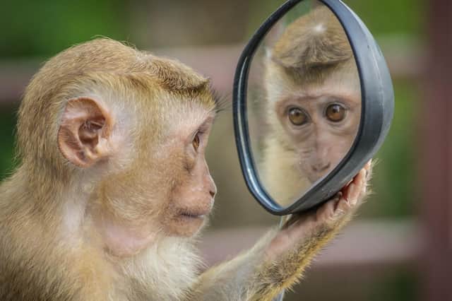 On reflection, Monkey Tennis could be a vote winner.