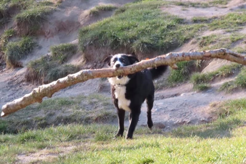 Paul's four-legged friend loves a good stick, oh wait... that's an entire branch!
