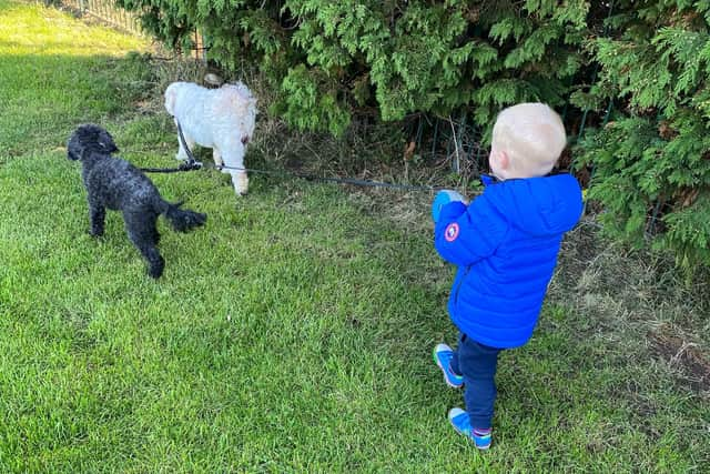 Elijah walking Toby and Poppy