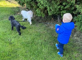 Elijah walking Toby and Poppy