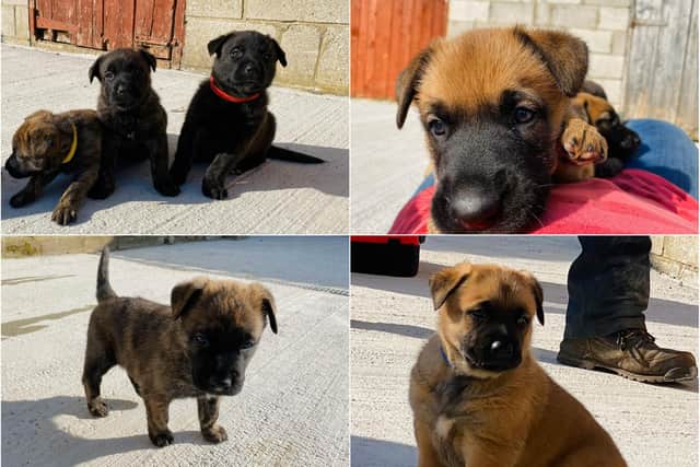The litter of police puppies who will begin work across the Northumbria force area.