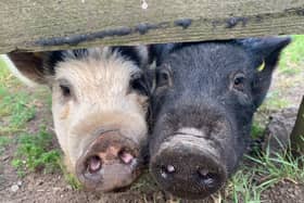 The pair were rehoused when their owners moved to a smaller home