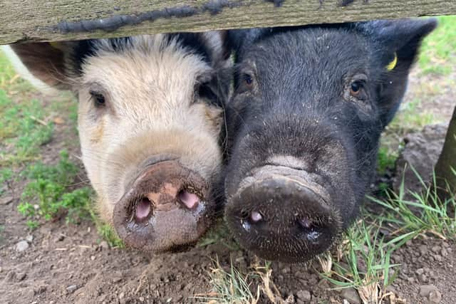 The pair were rehoused when their owners moved to a smaller home