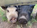 The pair were rehoused when their owners moved to a smaller home