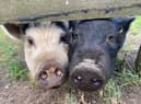 The pair were rehoused when their owners moved to a smaller home