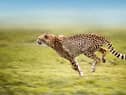 India will have some new guests next month, with cheetahs set to return to the plains