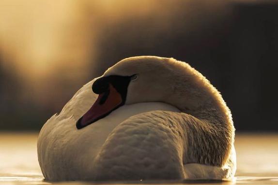 A serene swan on a lake from @theskysthelimit.photography