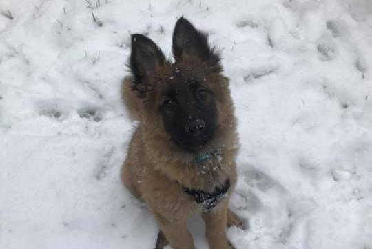 Adorable puppy in the snow. From Faye West.