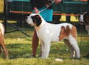 The RSPCA is encouraging people across the region to bring their dogs to the event.