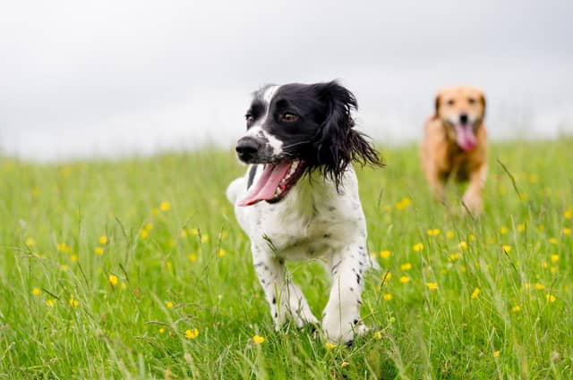 Cambridgeshire Constabulary police dogs work hard and play hard