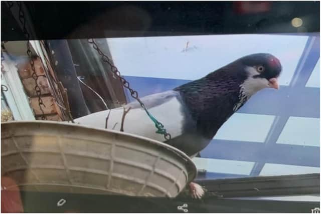 The 'lost' pigeon has been living on the roof of a South Shields conservatory.