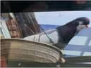 The 'lost' pigeon has been living on the roof of a South Shields conservatory.