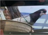 The 'lost' pigeon has been living on the roof of a South Shields conservatory.