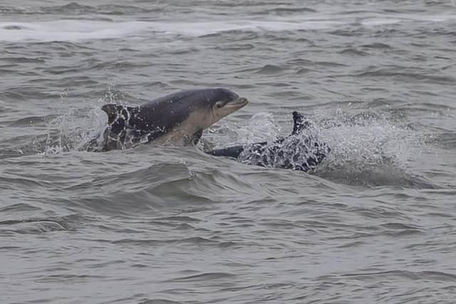 The dolphins were spotted along the Whitburn Coat/Photo: Simon Booth