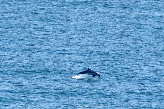 A dolphin breaches at Marsden Bay