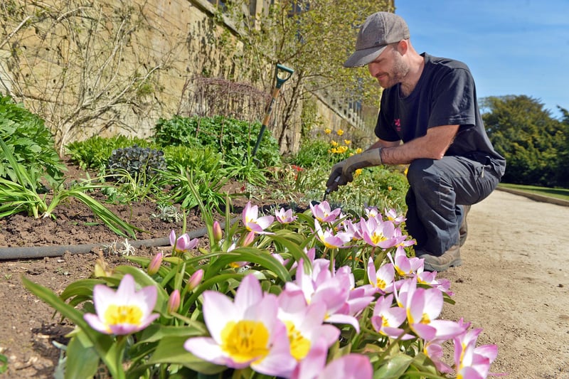 Gardener Joe Thompson taking care of the flower beds.