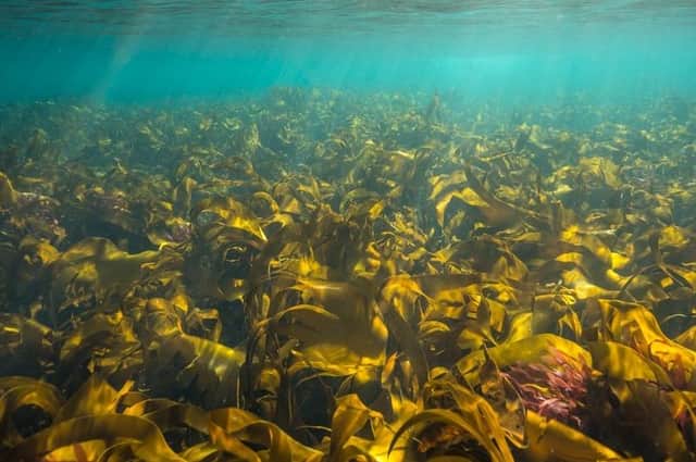 Safer Shores will look at ways to restore kelp forests off the North East coast