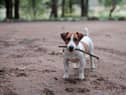Jack Russels are now the favourite of King Charles and the Queen Consort