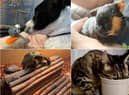 More of your fantastic Pets' Corner pictures!