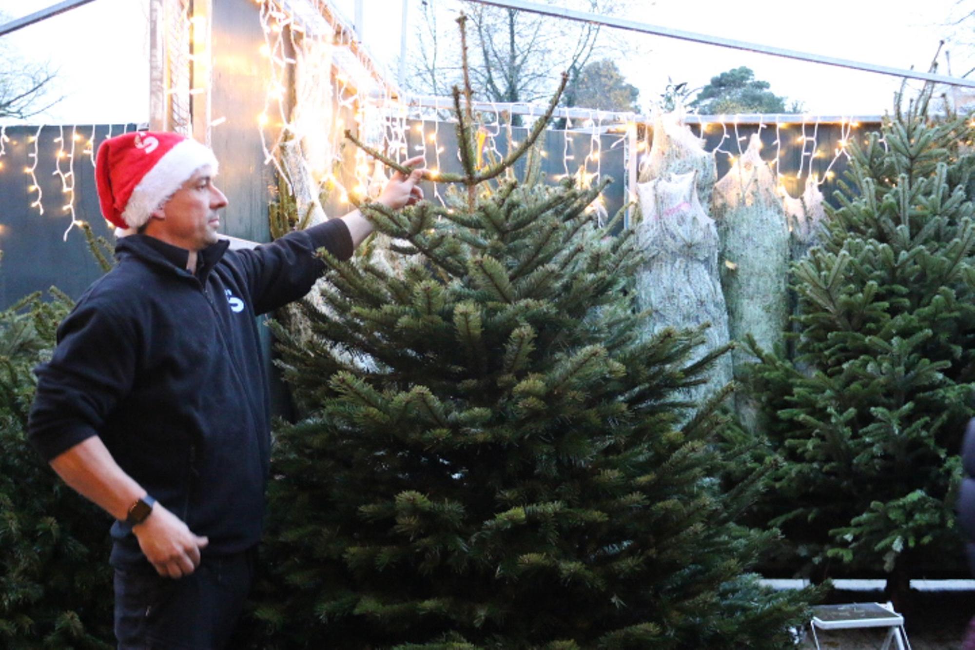 Where to get a sales real tree near me