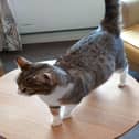 Stray cat at HC-One’s Ashington Grange Care Home