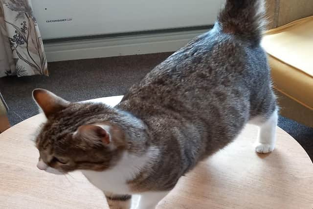 Stray cat at HC-One’s Ashington Grange Care Home