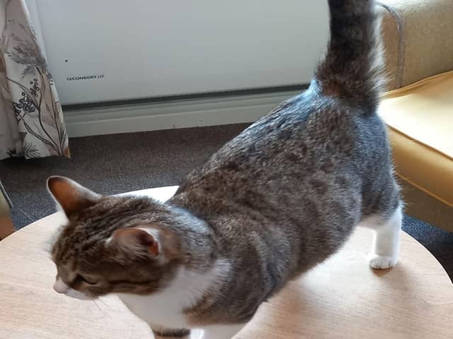 Stray cat at HC-One’s Ashington Grange Care Home