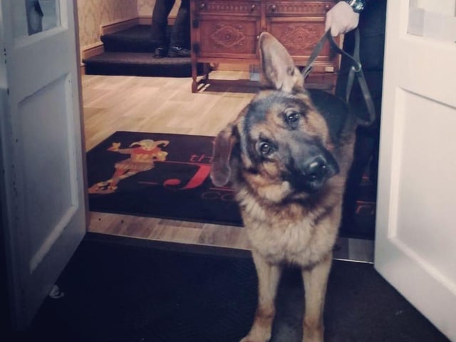 Odin is a handful whilst on duty with his colleagues from the armed policing unit