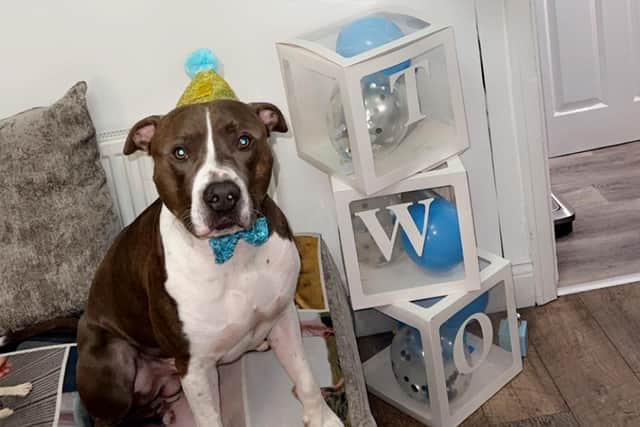 The Shields Gazette's Top Pet winner Pablo celebrates his birthday in style. Picture: Kayleigh Brown.