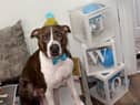 The Shields Gazette's Top Pet winner Pablo celebrates his birthday in style. Picture: Kayleigh Brown.
