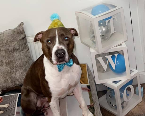 The Shields Gazette's Top Pet winner Pablo celebrates his birthday in style. Picture: Kayleigh Brown.