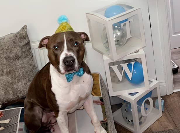 The Shields Gazette's Top Pet winner Pablo celebrates his birthday in style. Picture: Kayleigh Brown.