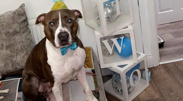 The Shields Gazette's Top Pet winner Pablo celebrates his birthday in style. Picture: Kayleigh Brown.