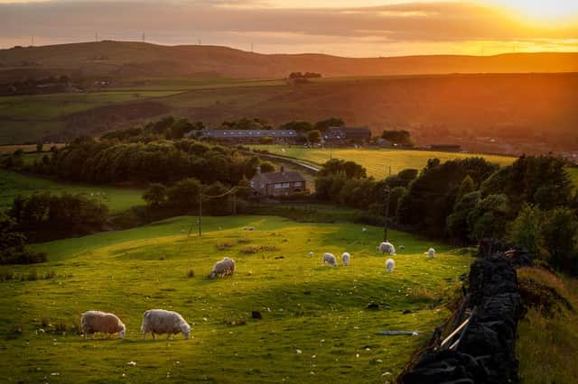 Spring always brings about new growth and some much needed sunlight. Picture: Shutterstock