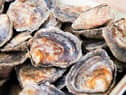The project hopes to restore Britain's native oyster population.