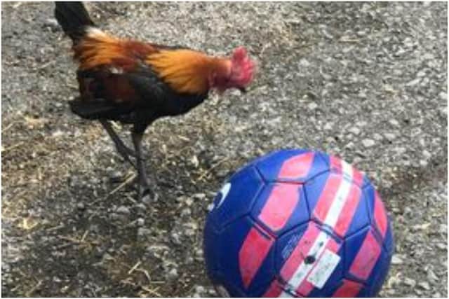 The bird called ‘Bend It Like Beckham’ because of his talent on the ball has been showing off his skills ahead of England’s historic Euro 2020 final against Italy.
