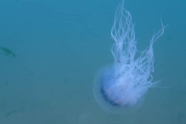 This picture by Sam Jeffries Petrie shows how jellyfish can feature some colour.