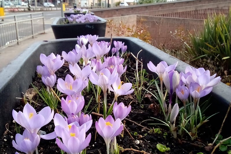 Lovely blooms in the planters at Levenmouth Swimming Pool (Pic: Julie Young)