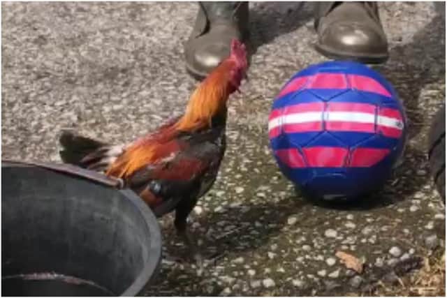 The 'Bend It Like Beckham' bird displays impressive control of the ball at his home on Tileshed Farm in East Boldon.