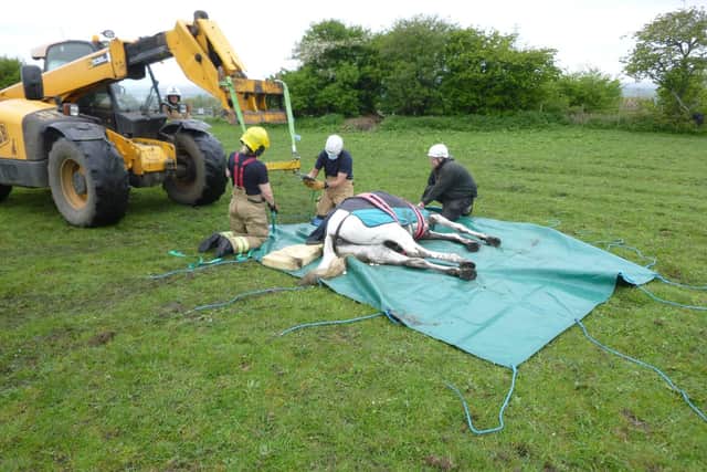 Crews used an onsite telecaster to help lift Shanoo.