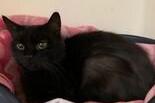 Ashley is black female cat, about five years old, who HAS lived with other cats  but is anxious. She needs an experienced owner and would probably benefit from a home with other friendly cats to help her.