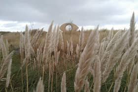 Pampas grass lines South Shields seafront